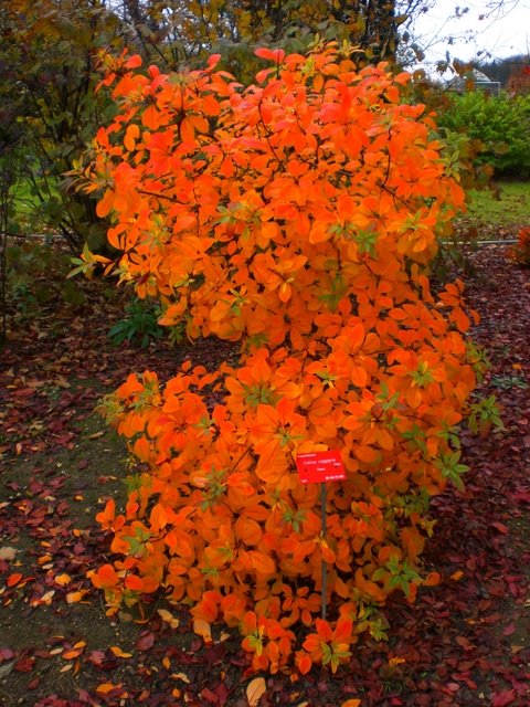 Cotinus coggygria 'Flame' automne P18